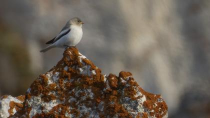 White-winged Snowfinch