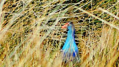 Purple Swamphen
