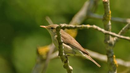 Icterine Warbler