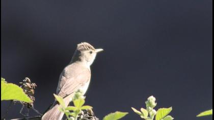 Eastern Olivaceous Warbler