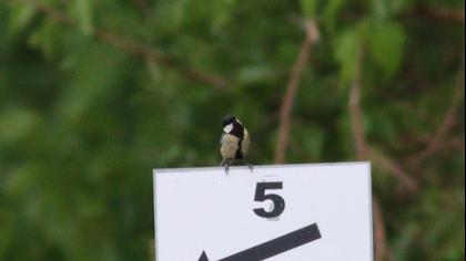 Great Tit