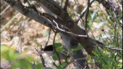 Sardinian Warbler