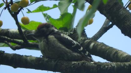 Lesser Spotted Woodpecker