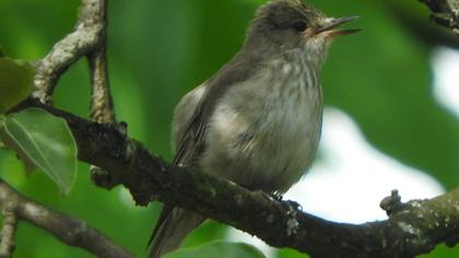 Spotted Flycatcher