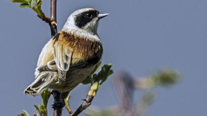 Eurasian Penduline Tit