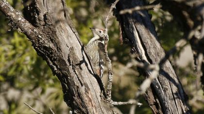 Middle Spotted Woodpecker
