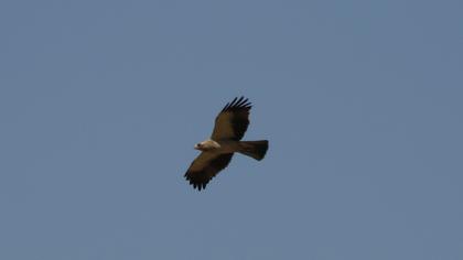 Booted Eagle