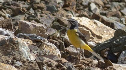 Grey Wagtail