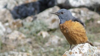 Common Rock Thrush