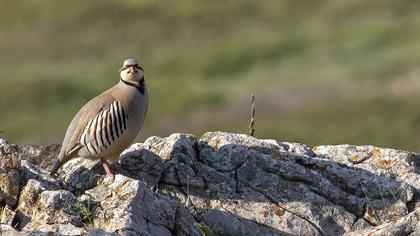Chukar Partridge