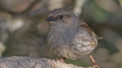Dunnock