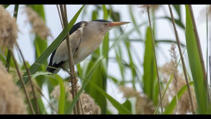 Little Bittern