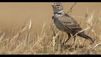 Bimaculated Lark