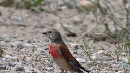 Common Linnet