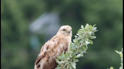Long-legged Buzzard