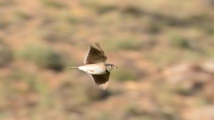 Calandra Lark