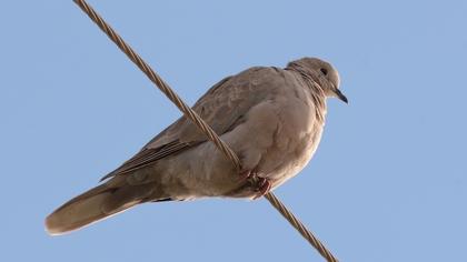 Eurasian Collared Dove