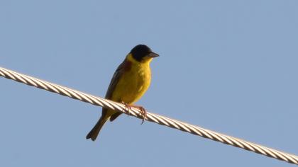 Black-headed Bunting