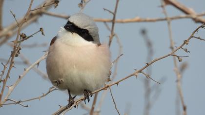 Red-backed Shrike
