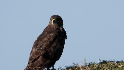Common Buzzard