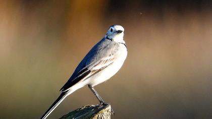 White Wagtail