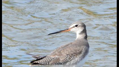 Spotted Redshank