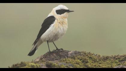 Black-eared Wheatear