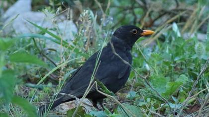 Common Blackbird