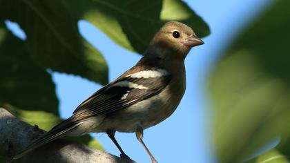 Common Chaffinch