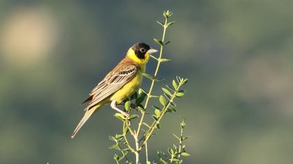 Black-headed Bunting