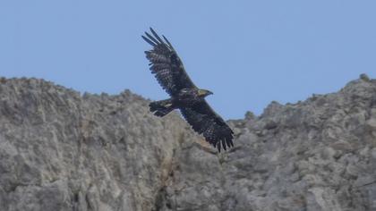 Golden Eagle