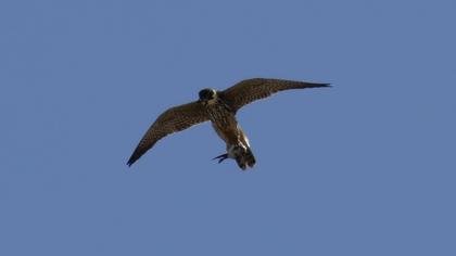 Eurasian Hobby