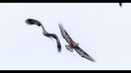 Eastern Imperial Eagle