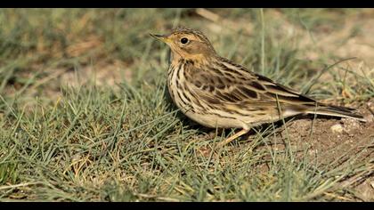 Red-throated Pipit