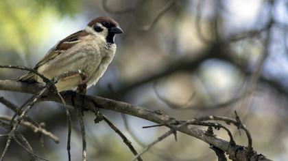 Eurasian Tree Sparrow