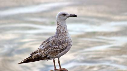 Yellow-legged Gull