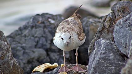 Yellow-legged Gull