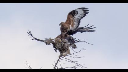 Eastern Imperial Eagle
