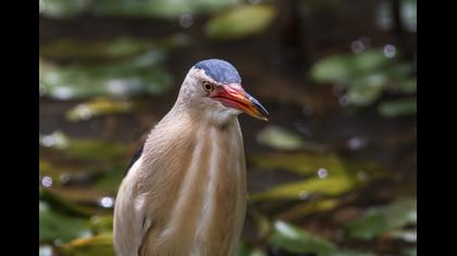 Little Bittern