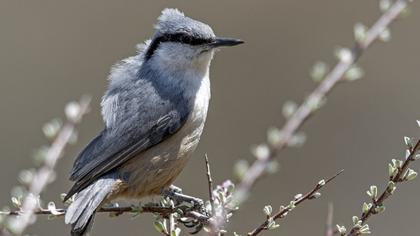 Western Rock Nuthatch
