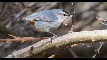 Krüper`s Nuthatch