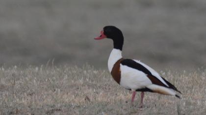 Common Shelduck