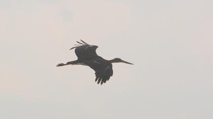 Black Stork