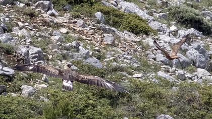 Eastern Imperial Eagle