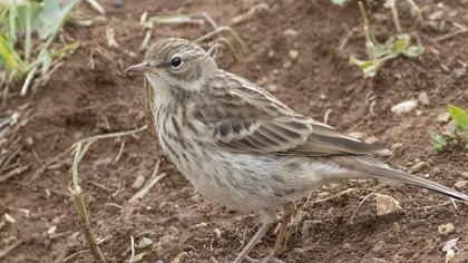 Water Pipit