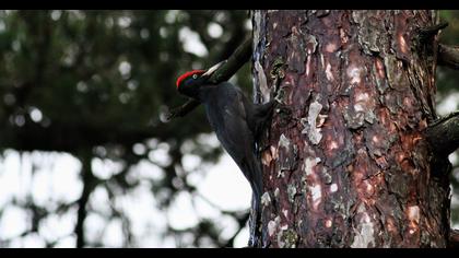 Black Woodpecker