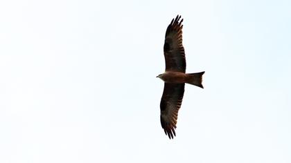 Black Kite
