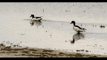 Common Shelduck