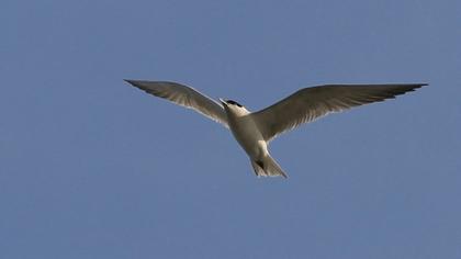 Gull-billed Tern