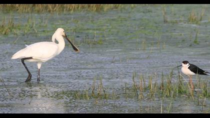 Eurasian Spoonbill